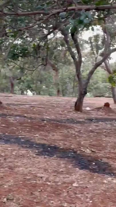 Đất Farm 3,3ha xã Đồng Nai, huyện Bù Đăng, Bình Phước - Giá chỉ 2.7 tỷ