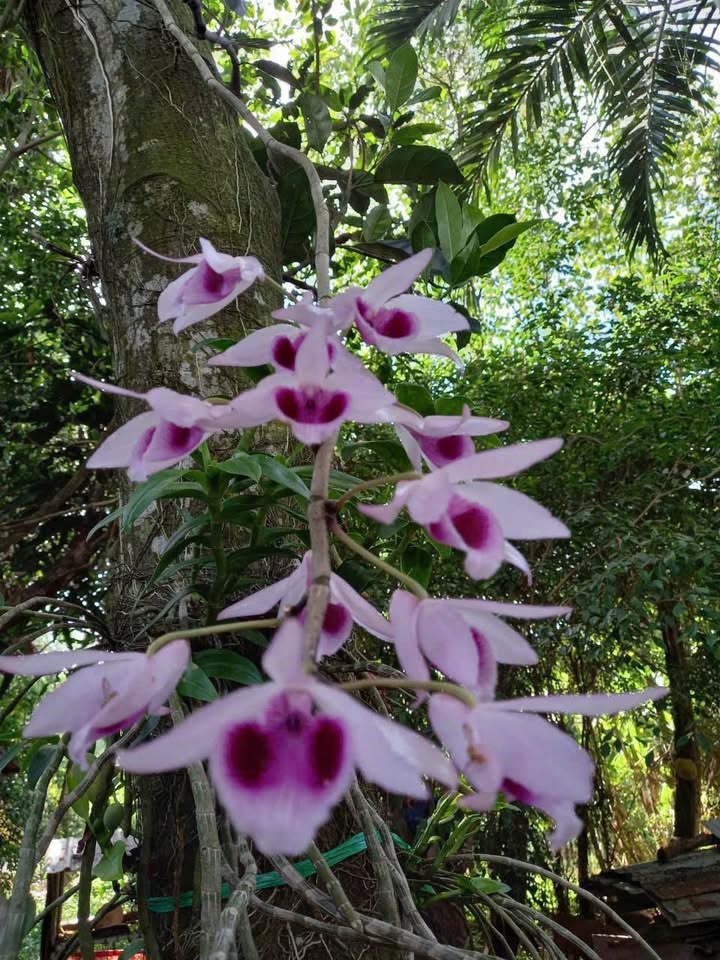 Đất nền ấp Thới Hữu, xã Đông Hiệp 803m² giá 1 tỷ - Đầu tư sinh lời ngay!