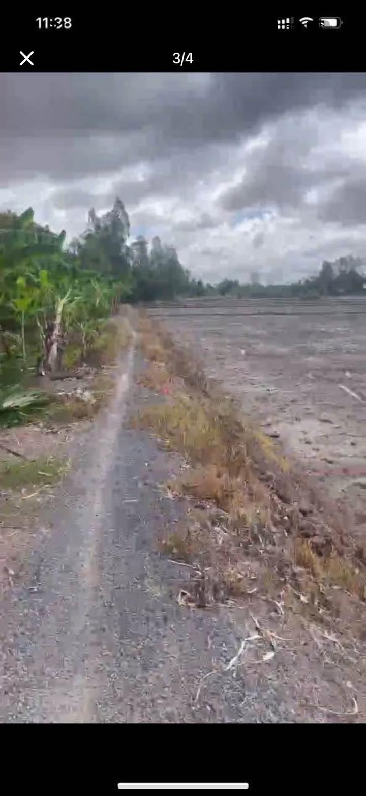 Đất nông nghiệp 10.000m² tại Mỹ Khánh, Long Xuyên - Giá chỉ 270 triệu!