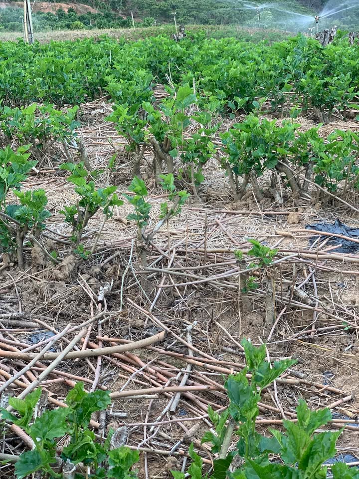 Đất nền Thanh Bình, Lâm Hà 13.680m² giá 1.52 tỷ - Sổ sách đầy đủ!