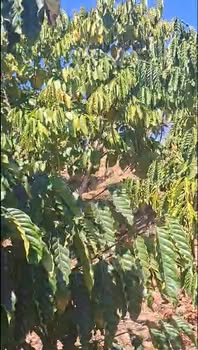 Đất nền 1116m² tại xã Tân Văn, huyện Lâm Hà - Giá 1.4 tỷ, pháp lý rõ ràng!