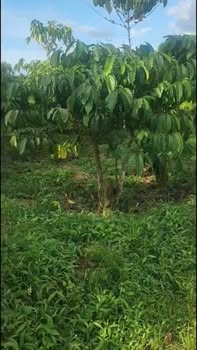 Đất nền Lộc An Bảo Lâm 2500m² giá 2.4 tỷ - Mặt tiền rộng 60m