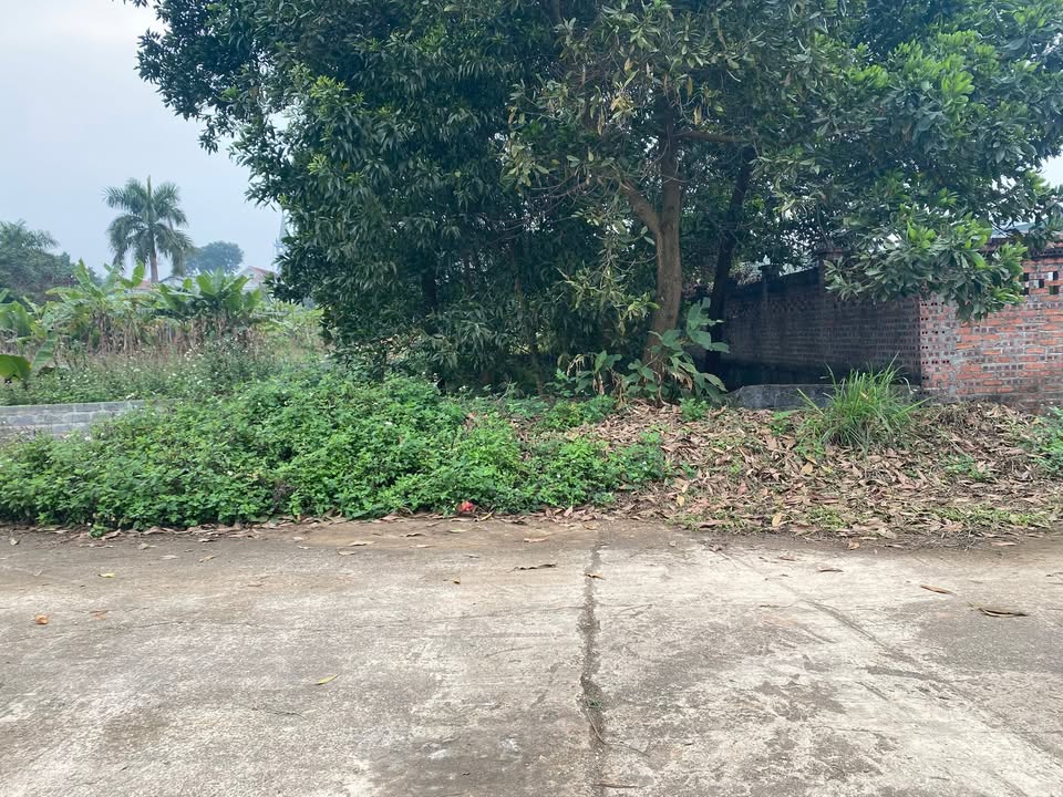 Đất thổ cư 159m² Phường Phong Châu - Giá đầu tư chỉ 1 tỷ!