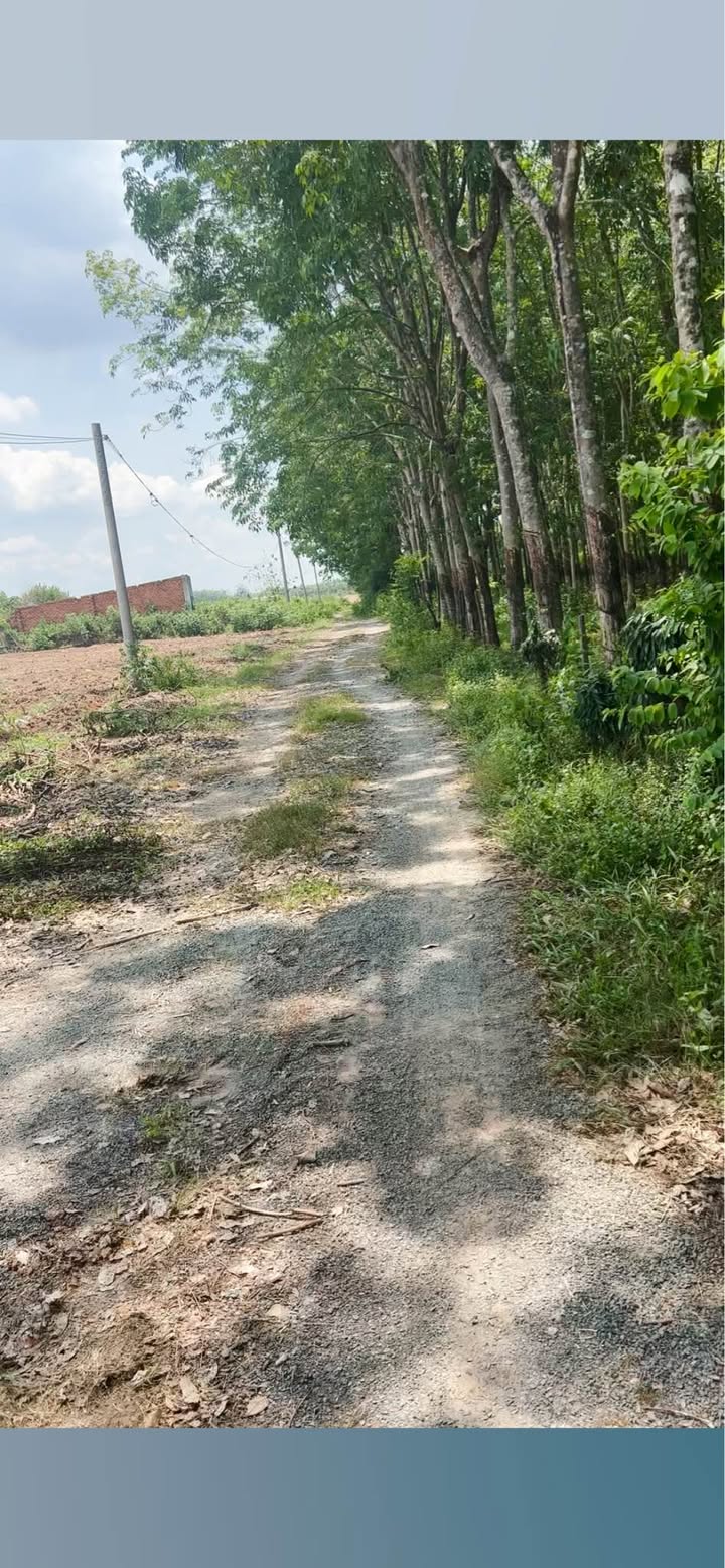 Đất nền khu phố 3 Tân Khai 520m² giá chỉ 350 triệu - Đầu tư lý tưởng!