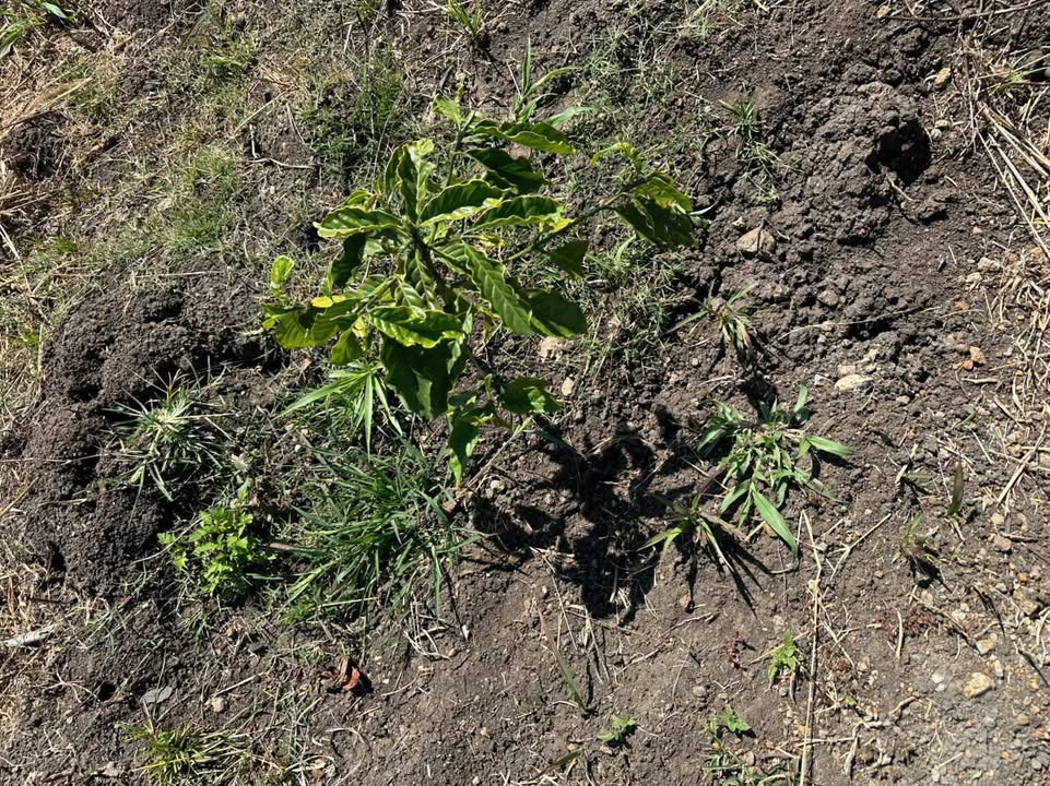 Đất nền Đan Phượng, Lâm Hà 1080m² giá 570 triệu - Cơ hội đầu tư hấp dẫn!