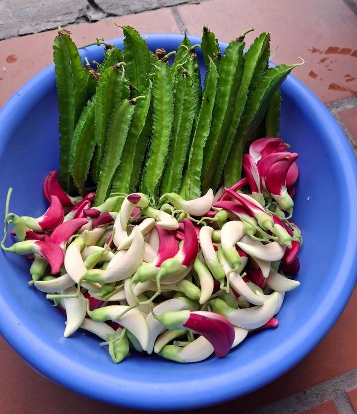 Đất nền KDC Xuyên Á, Mỹ Hạnh Nam 80m² giá tốt - Đầu tư sinh lời ngay!