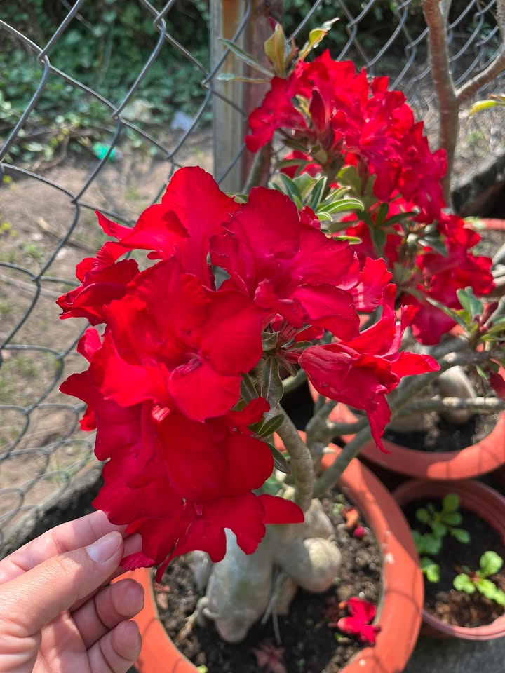 Nhà phố Nhị Bình Hóc Môn 40m² giá 850 triệu - Đầu tư sinh lời!