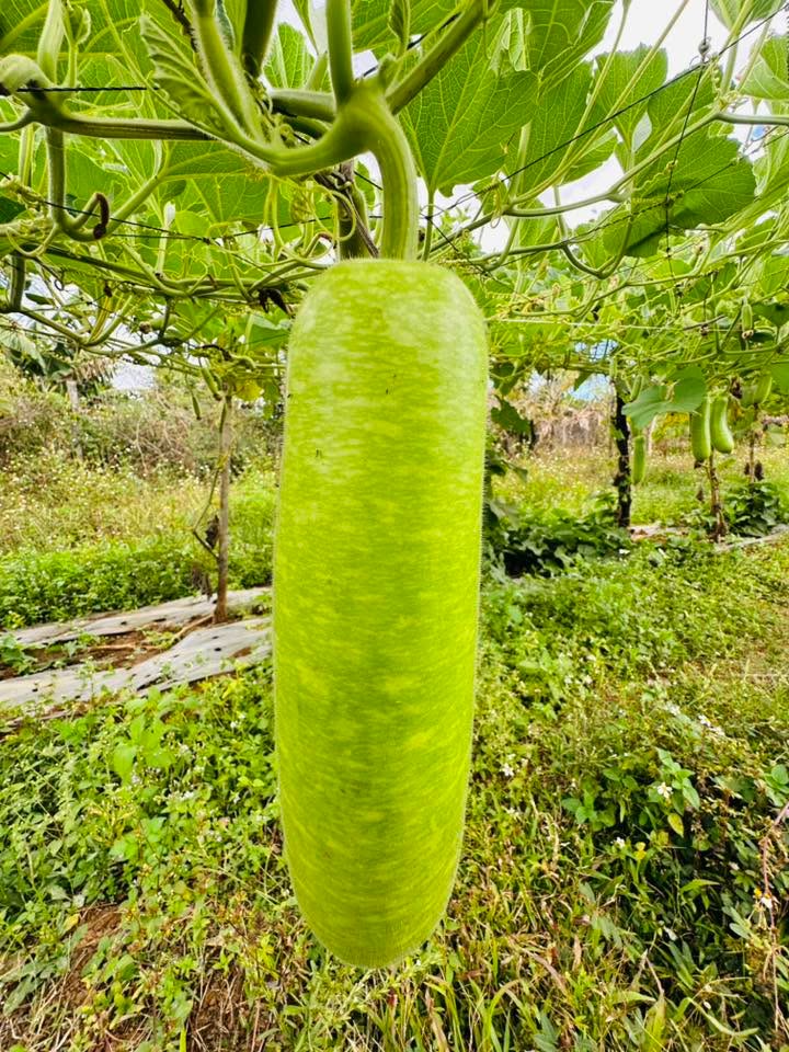 Đất hẻm chính Trần Nhật Duật, Pleiku 380m² giá 1.8 tỷ - Sổ đỏ chính chủ!