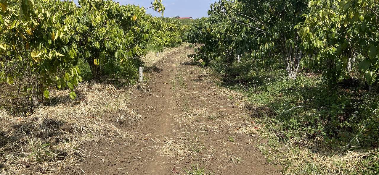 Đất nền chính chủ Lộc Nga 517.5m² giá 799 triệu - Đường ô tô đến nơi!