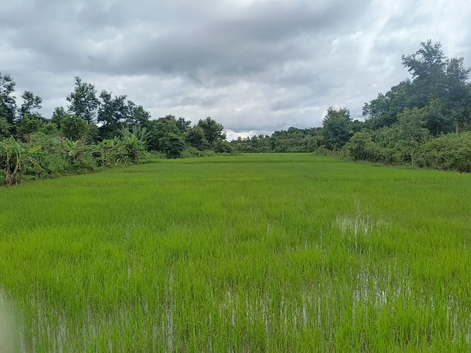 Đất nông nghiệp xã Ia Hrung 2600m² giá chỉ 500 triệu - Sổ đỏ chính chủ