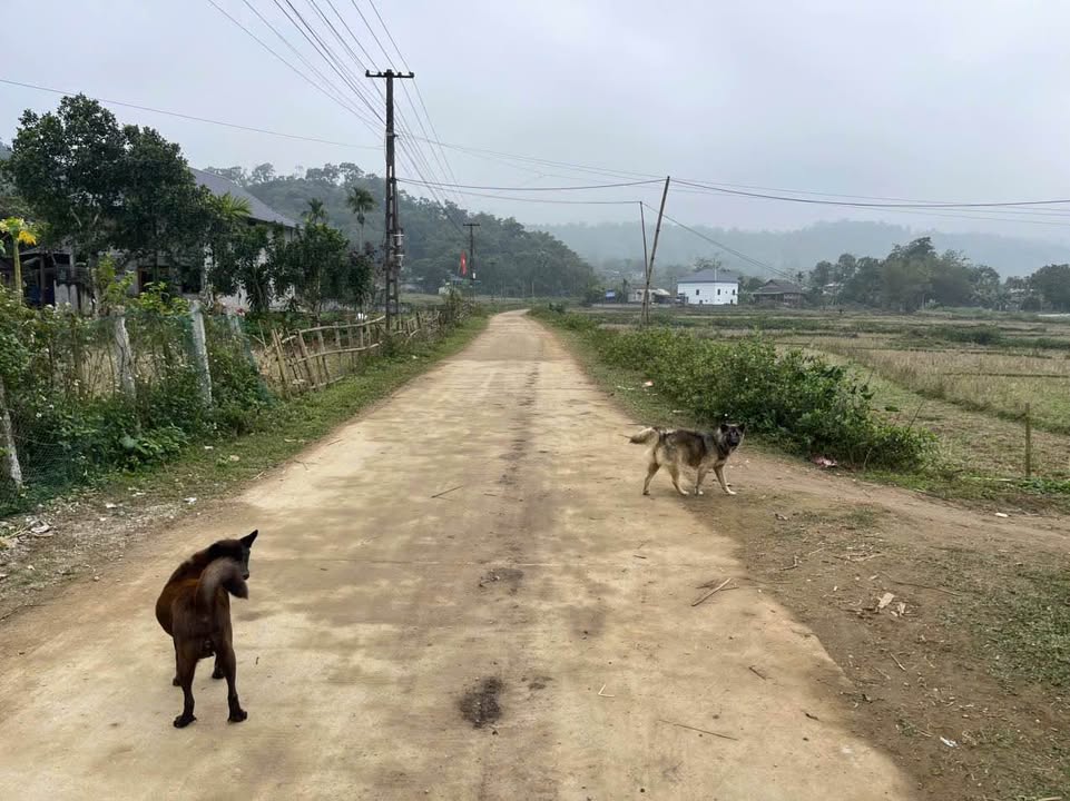 Đất nền Xóm Báy, Phú Cường, Tân Lạc, Hòa Bình - Sổ đỏ chính chủ, giá chỉ 100 triệu!