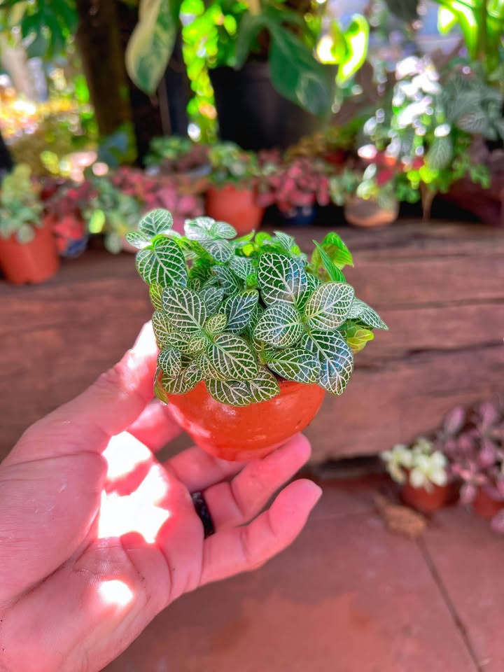 Đất nền Komleo Hòa Thắng 1320m² giá 26.18 tỷ - Vị trí vàng xây biệt thự