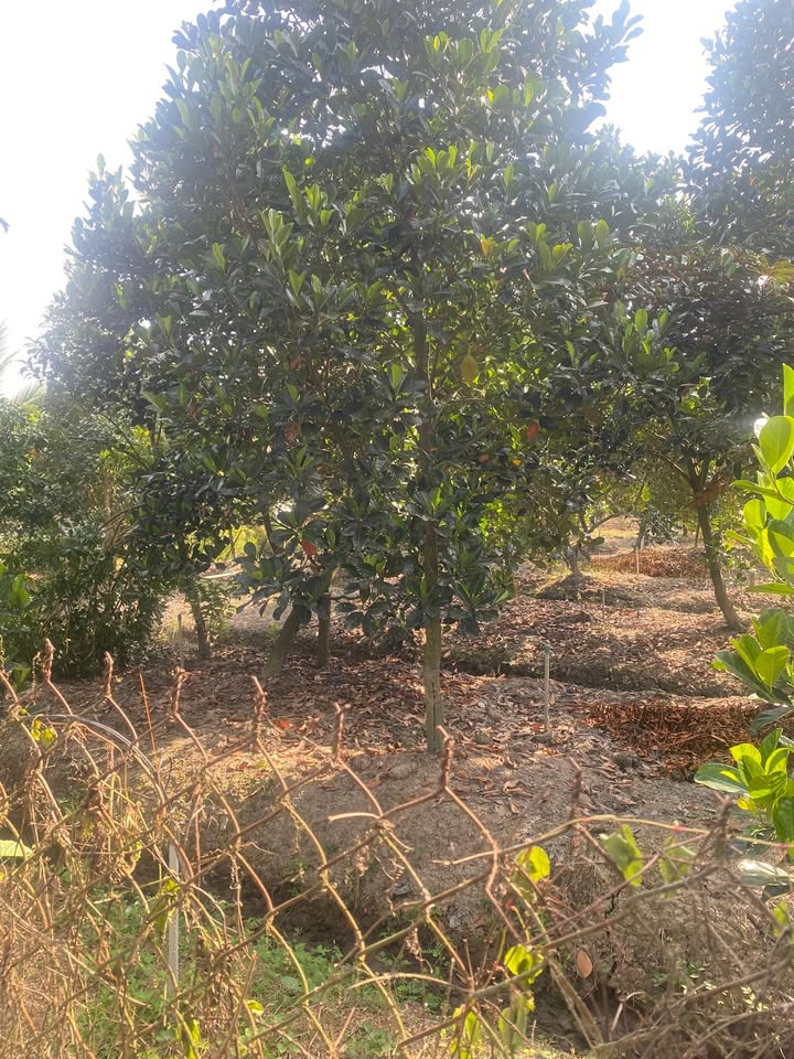 Đất nền Tiên Thủy 1950m² giá 1.9 tỷ - Đầu tư sinh lời nhanh chóng!