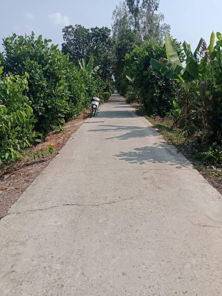 Vườn mít 10 công Xã Tân Thành, Long An giá 3.2 tỷ - Cơ hội đầu tư hấp dẫn!