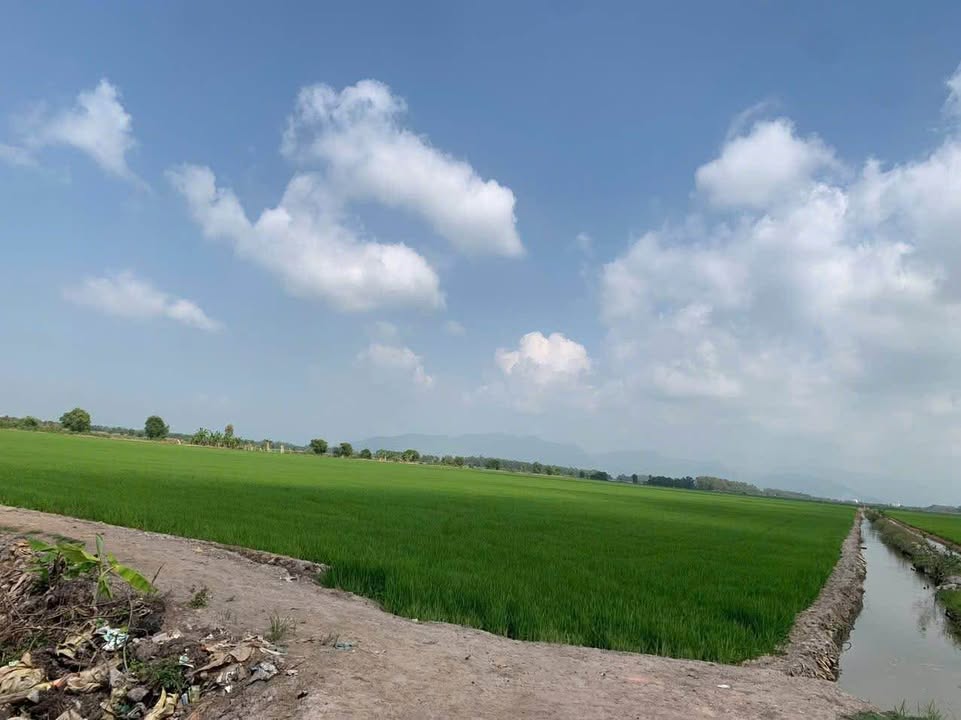 Đất lúa 196 công tại xã Lương An Trà, Tri Tôn - Giá đầu tư hấp dẫn!