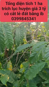 Đất nền 1ha tại Quảng Ngãi, Đạ Huoai - Giá 3 tỷ, pháp lý rõ ràng!