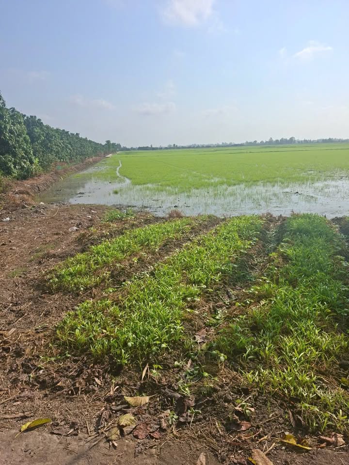 Đất nông nghiệp 14.500m² Xã Long Kiến Chợ Mới 2.61 tỷ - Giá tốt, thương lượng ngay!