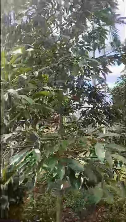 Đất nền xã Quảng Hiệp, huyện Cư M'gar, 852m² giá 2.45 tỷ - Bán gấp!