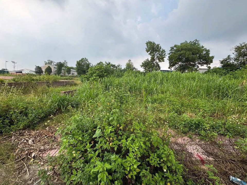 Đất thổ cư 156m² Xã Hướng Đạo, Huyện Tam Dương giá 1.1 tỷ - Gần trường học!