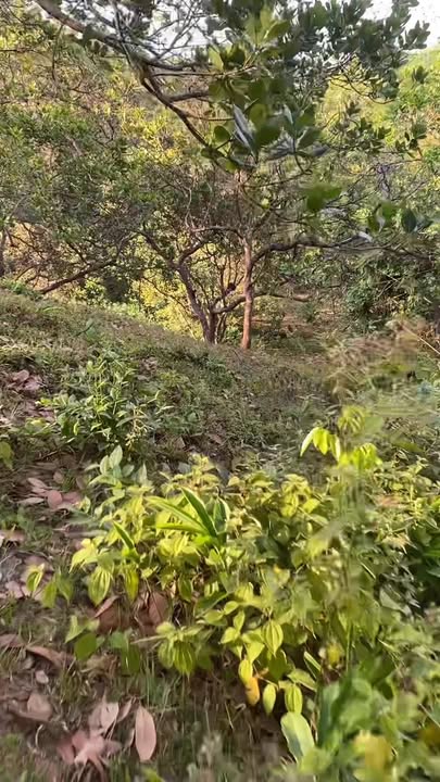 Đất thổ cư Xã Thọ Sơn, Huyện Bù Đăng 27.000m² giá 83.7 tỷ - Sổ đỏ chính chủ