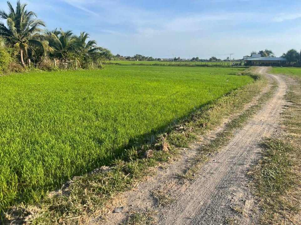 Đất nông nghiệp An Phú, Hàm Chính 360m² giá 195 triệu - Cơ hội đầu tư tuyệt vời!