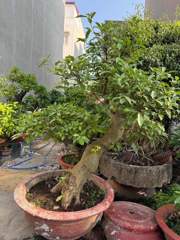 Đất nền Trung Mỹ Tây Quận 12 - 84m² - Sổ hồng chính chủ, giá 5.6 tỷ thương lượng!