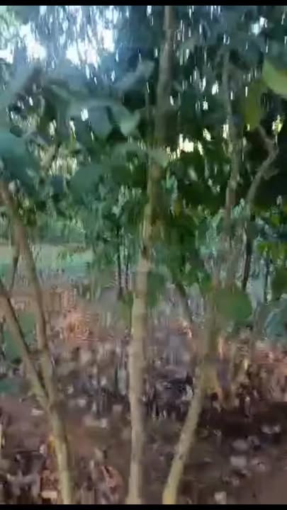 Farm 15,000m² tại Nghĩa Bình giá 3.1 tỷ - Đầu tư sinh lời ngay!