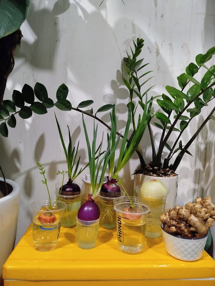 Đất nền Nghĩa Kỳ, Huyện Tư Nghĩa, 126m², Giá 500 triệu - Đầu tư sinh lời ngay!