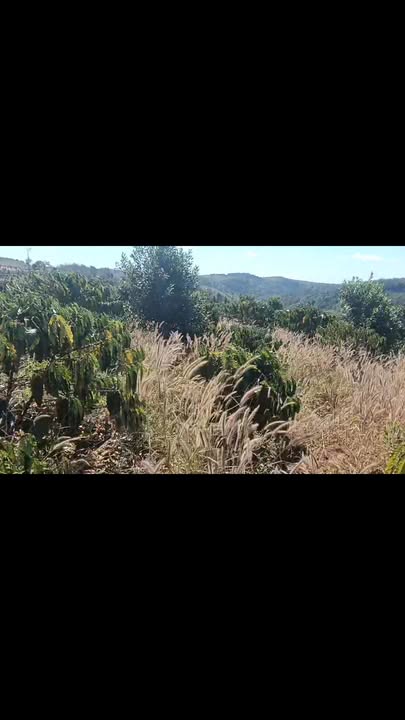 Đất nền 20,000m² tại xã Quảng Trực, huyện Tuy Đức - Giá thỏa thuận hấp dẫn!