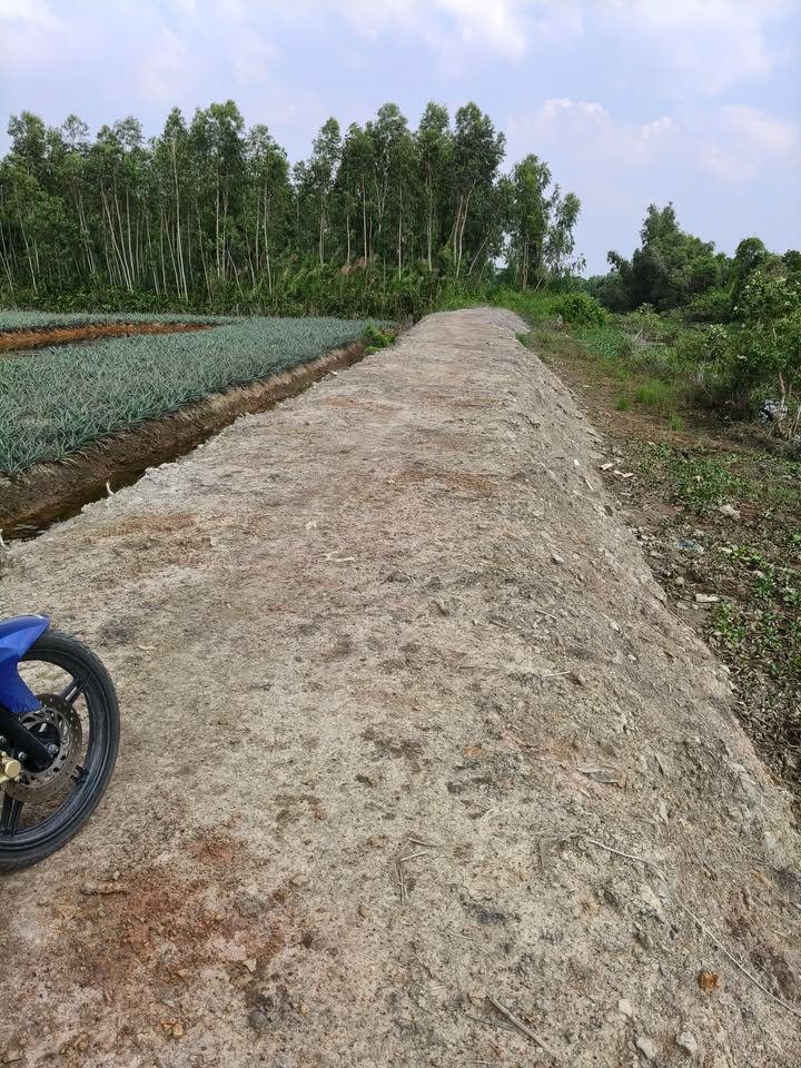 Đất nông nghiệp xã Tân Lập 2, huyện Tân Phước 14 công giá 2.66 tỷ - Đầu tư sinh lời ngay!