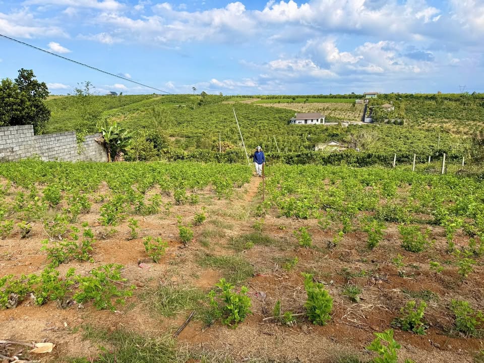 Đất nền 300m² Bảo Lộc giá 3.5 tỷ - Vị trí đẹp, view thoáng