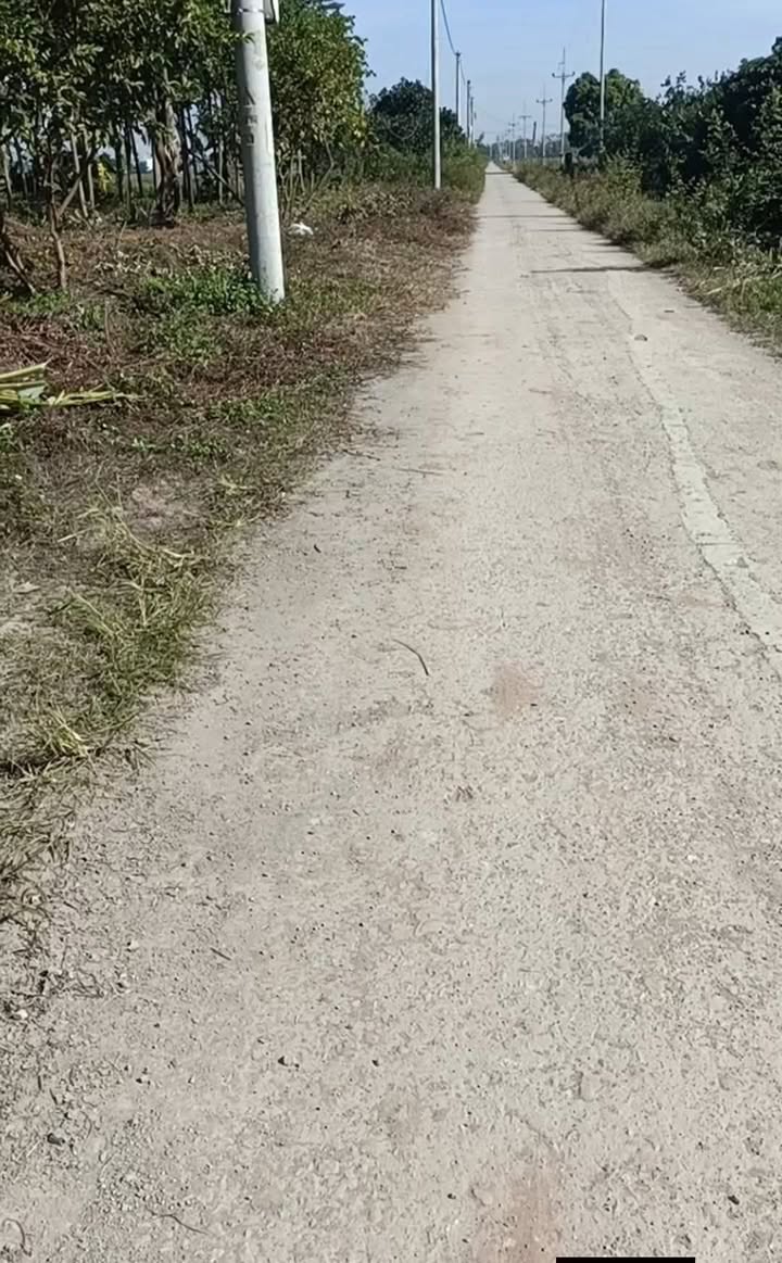 Đất Farm 1265m² tại Hùng Tiến, Mỹ Đức - Đường bê tông 5m, thuận tiện sản xuất!