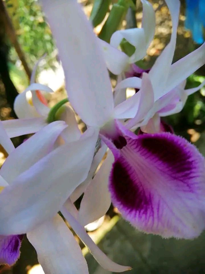 Đất thổ cư 150m² tại trung tâm thị trấn Đinh Văn - Giá chỉ 1.6 tỷ!