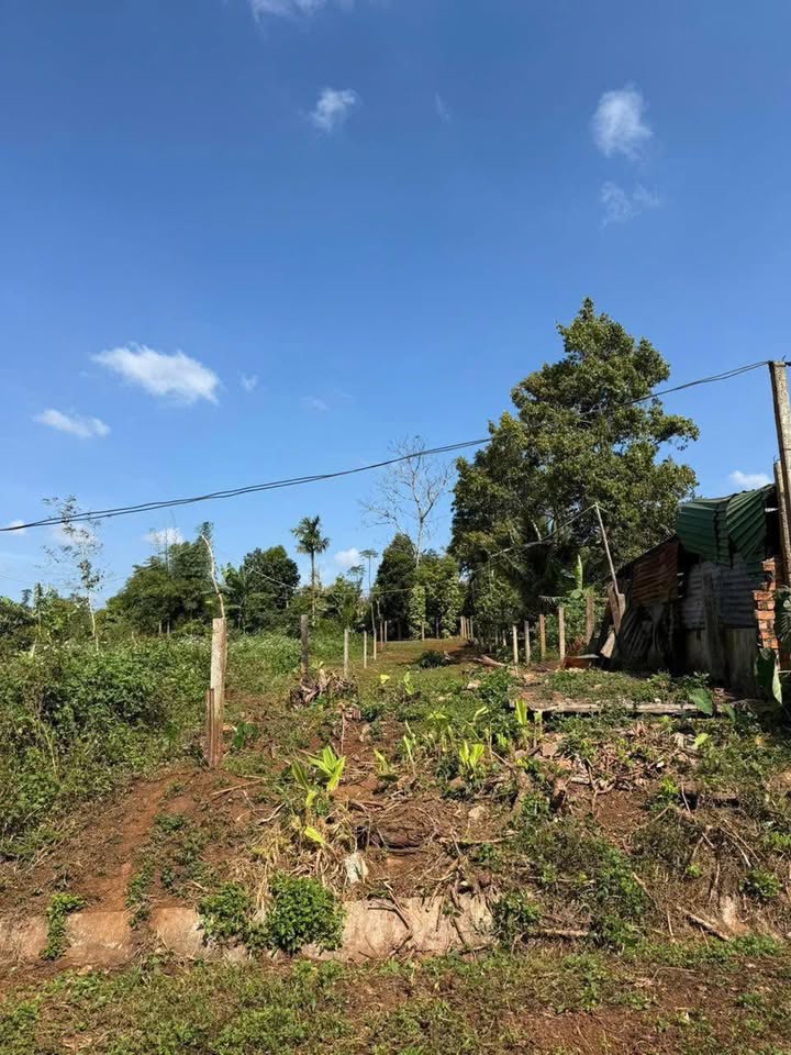 Đất thổ cư 225m² tại Buôn Hồ giá chỉ 799 triệu - Cơ hội đầu tư tuyệt vời!