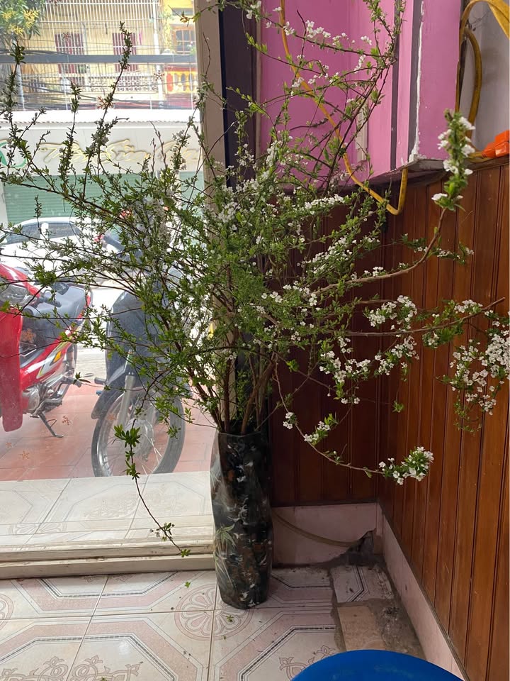 Đất nền nhà sàn Thái Hải, 6.500m² giá 8 tỷ - Cơ hội đầu tư hấp dẫn!