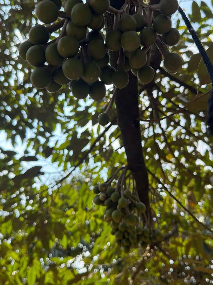 Farm Phường Bàu Sen 360m² giá 1.2 tỷ - Cơ hội đầu tư hấp dẫn!