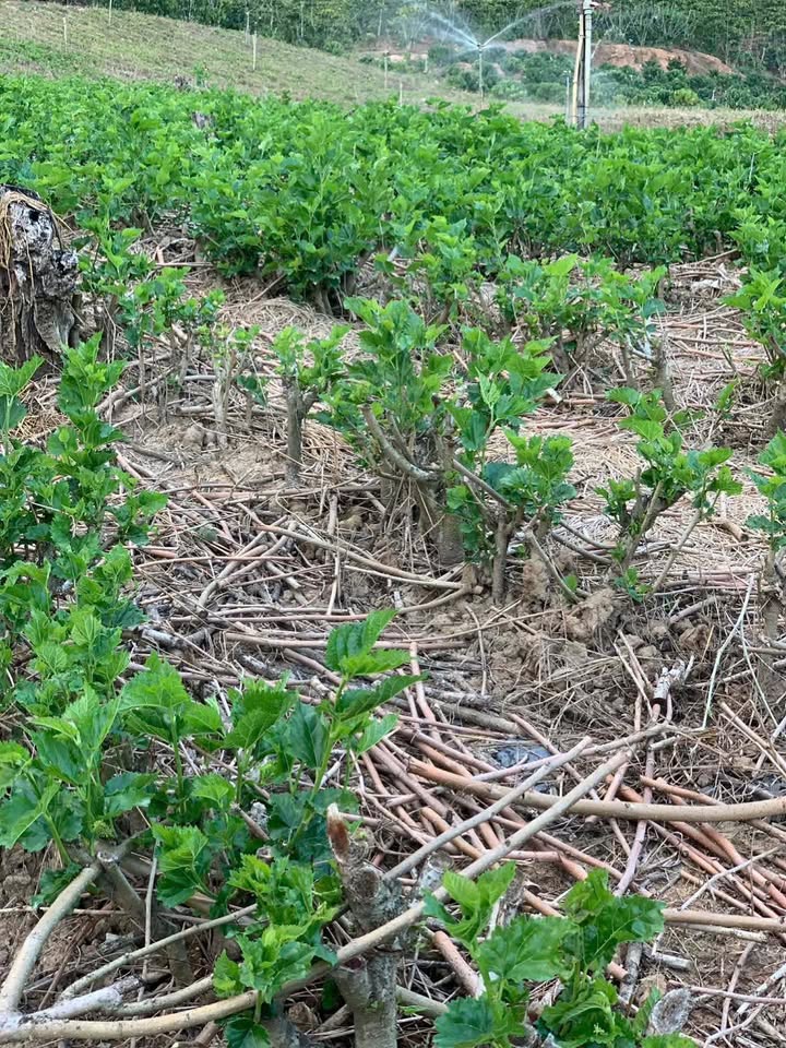 Đất nền Xã Bình Thạnh, Huyện Đức Trọng 1368m² giá 1.6 tỷ - Cơ hội đầu tư hấp dẫn!