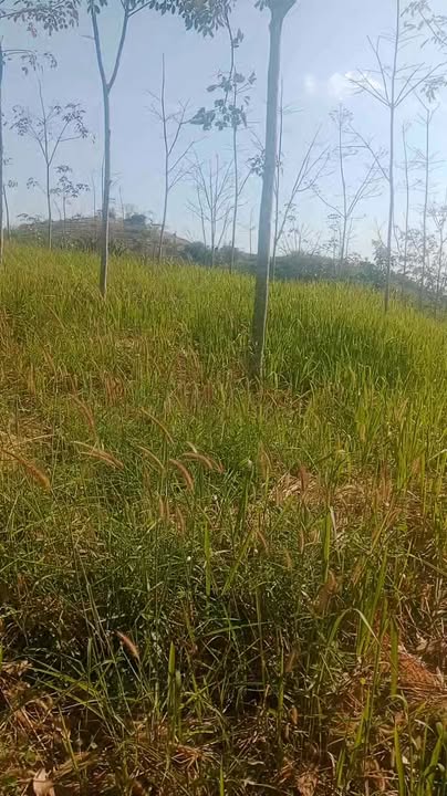 Đất nông nghiệp 4ha Xã N'Thol Hạ giá 1.2 tỷ - Cơ hội đầu tư hấp dẫn!