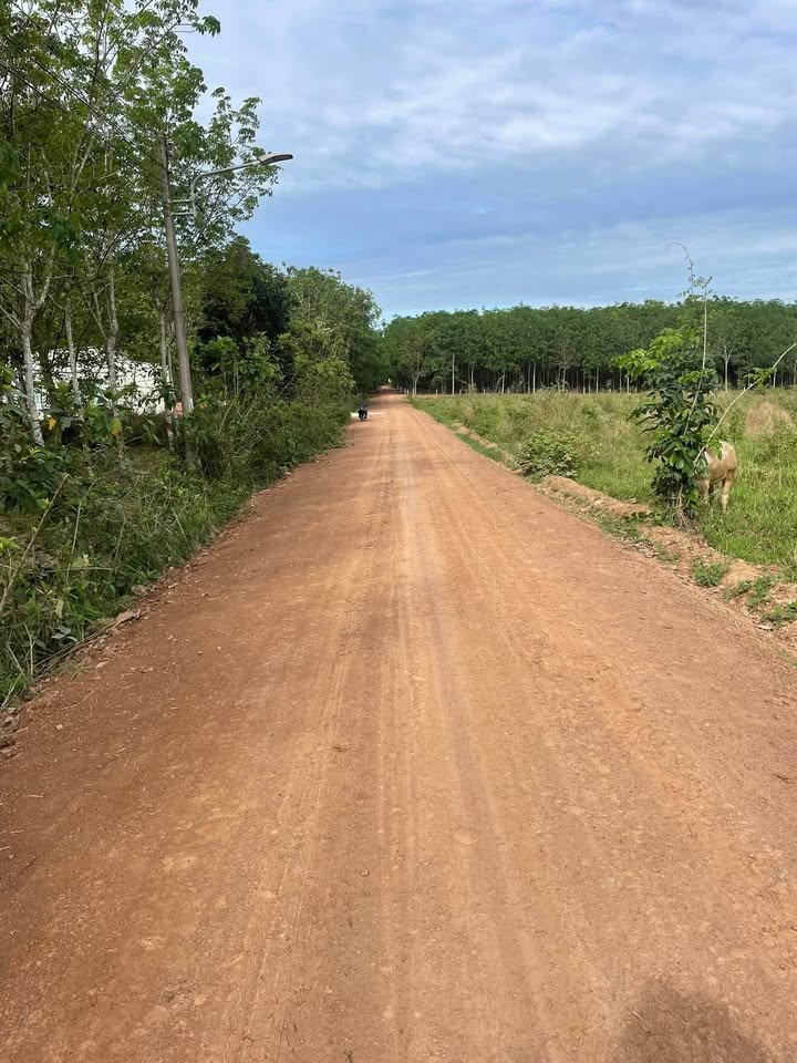 Đất nền phường Long Nguyên, huyện Bàu Bàng 1000m² giá 1.05 tỷ - Đầu tư sinh lời ngay!