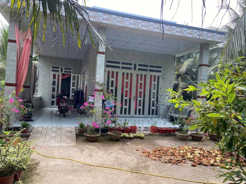 Vườn dừa xiêm + Nhà mới xã Châu Hưng, Bình Đại, 1500m² - Giá chỉ 1,3 tỷ!