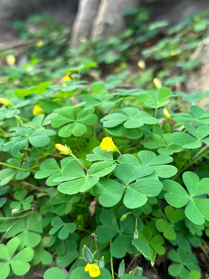 Đất nền mặt tiền đường Hoàng Sa, Đà Nẵng 98m² giá 13.5 tỷ - Cơ hội đầu tư tuyệt vời!