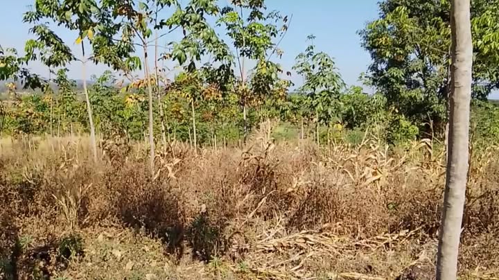 Đất nông nghiệp 30,000m² tại Đội 20, Đức Cơ, Gia Lai - Giá chỉ 900 triệu