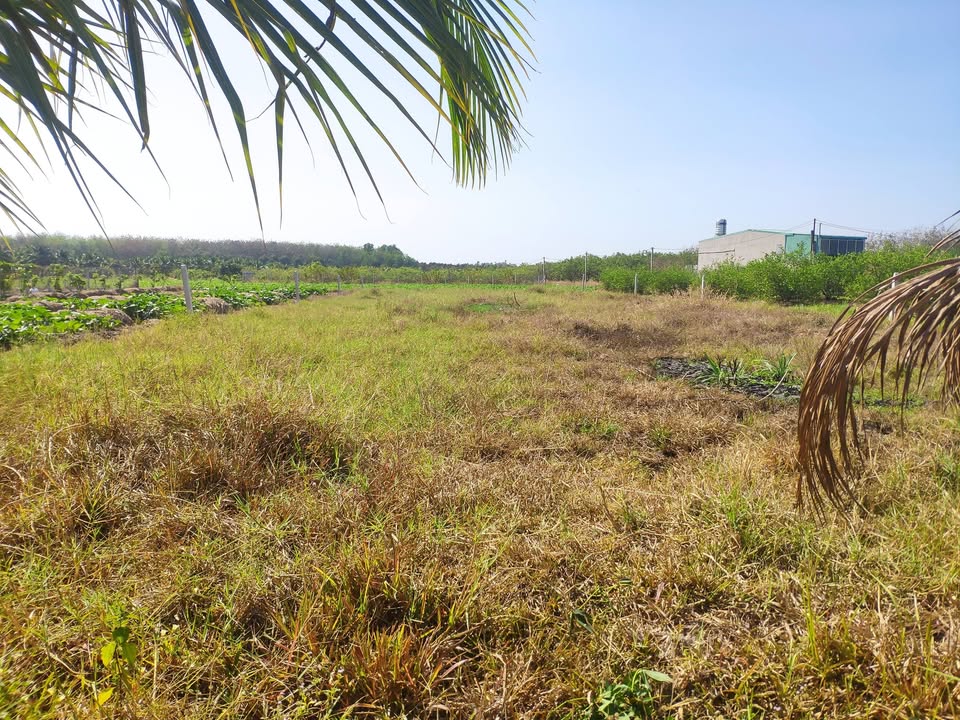 Đất nền 15x53m Phước Đông, Gò Dầu, Tây Ninh giá chỉ 900 triệu - Cơ hội đầu tư sinh lời!