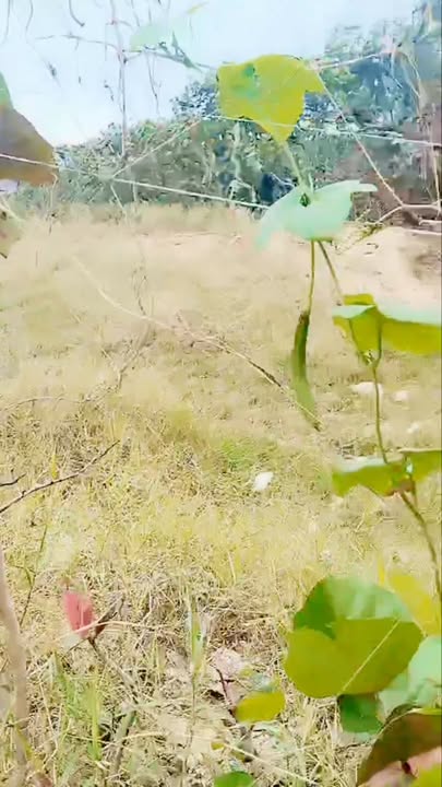 Đất nền Phường Tam Quan Nam 90m² giá 320 triệu - Đầu tư sinh lời nhanh!