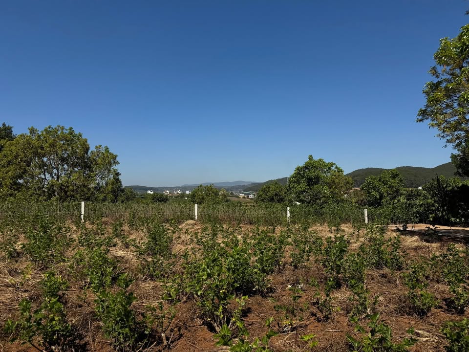 Đất nền Thị trấn Nam Ban 1000m² giá 2.25 tỷ - Sẵn sàng xây dựng ngay!