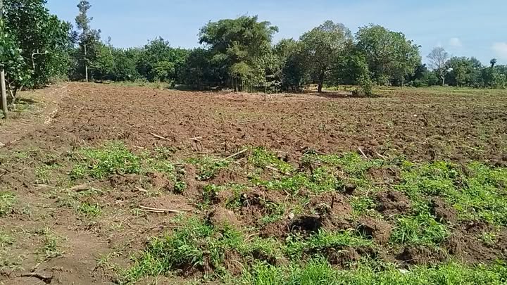 Đất nông nghiệp tại Xuân Bảo, Cẩm Mỹ - 9500m² giá chỉ 1.063 tỷ - Đầu tư tiềm năng!