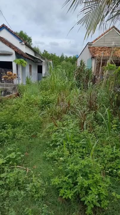 Đất thổ cư 250m² Trường Định 2 Bình Hòa giá chỉ 500 triệu - Cơ hội đầu tư tuyệt vời!