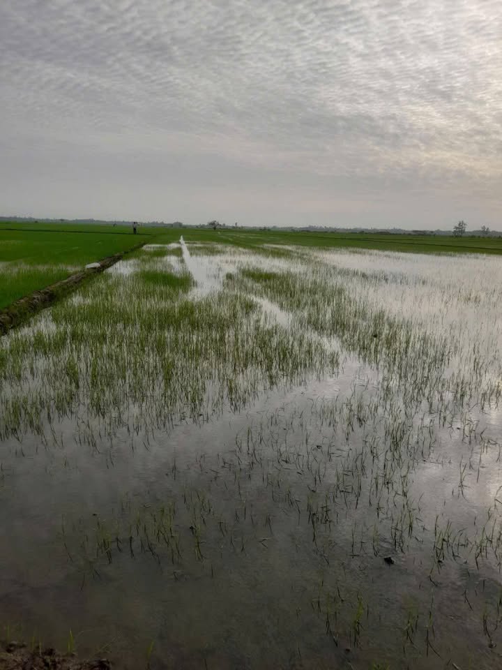 Đất trồng lúa 10.000m² tại Ấp Tân Lập, An Giang - Giá chỉ 1.3 tỷ!