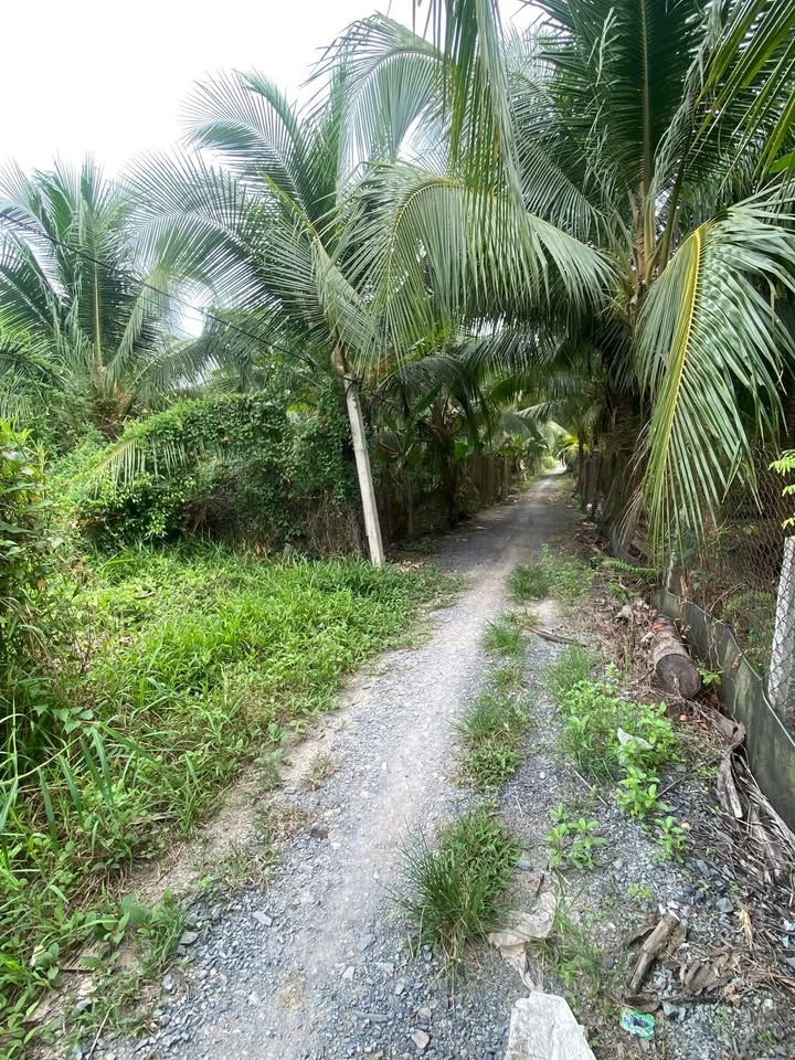 Đất nền Phường Nhị Mỹ, TX. Cai Lậy 235m² giá 1.1 tỷ - Sổ riêng, xây dựng tự do!