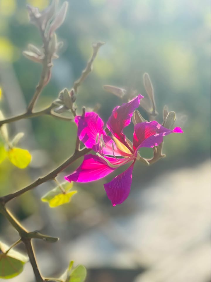 Đất nền Chiềng Ban, Mai Sơn 558m² giá 1.5 tỷ - Đường rộng 29m, tiện ích đầy đủ!